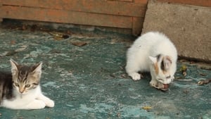 Le Chat, ce tueur si mignon háttérkép