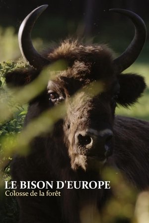 Le Bison d'Europe, colosse de la forêt poszter