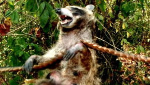 Coons! Night of the Bandits of the Night háttérkép