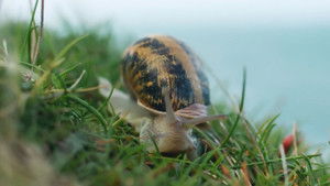 Escargots, le grand voyage du petit-gris háttérkép