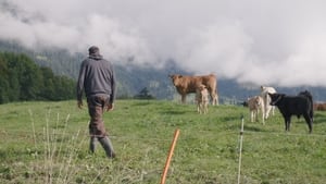 Volunteer háttérkép