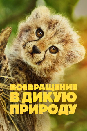Born to Be Wild poszter