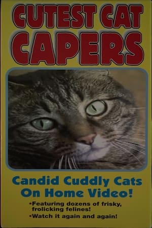 Cutest Cat Capers poszter