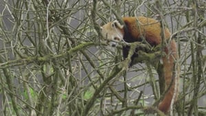 Red Panda: World's Cutest Animal háttérkép