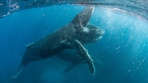 Our Planet – Bolygónk csodái kép