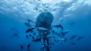 David Attenborough: Az óceán csodája háttérkép