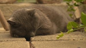 Wilde Miezen - Katzen allein unterwegs háttérkép