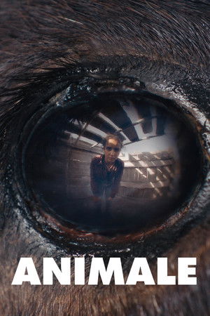 Animale poszter