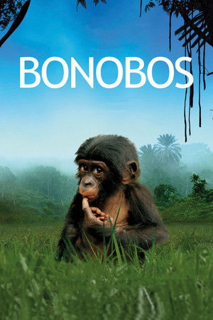 Bonobos poszter