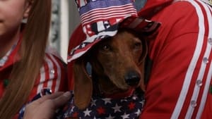 Wiener Dog Internationals háttérkép