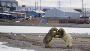 The Great Polar Bear Feast háttérkép