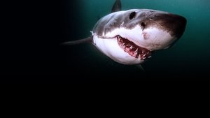 Great Shark Chow Down háttérkép
