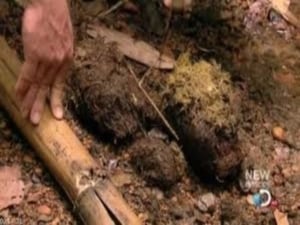 Dual Survival 2. évad Ep.4 4. epizód