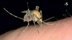 Des Moustiques et des Hommes háttérkép