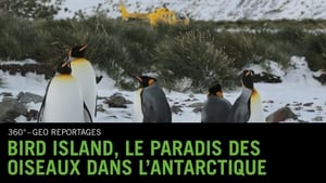 Bird Island - Allein unter Pinguinen háttérkép