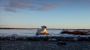 Wonders of the Arctic háttérkép