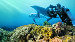 Diving with Dolphins háttérkép
