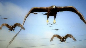 Birdemic : Macron Terror háttérkép