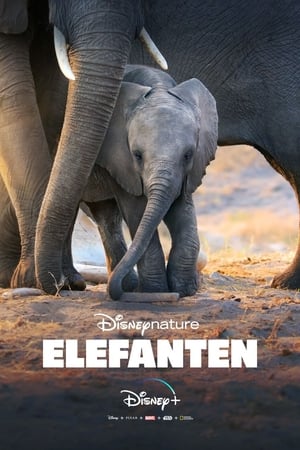 Elephant poszter