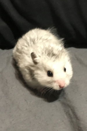 Sirius the Grey