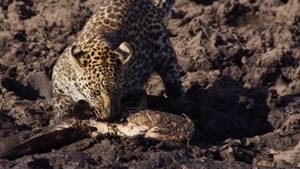 Africa's Fishing Leopards háttérkép