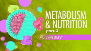 Crash Course Anatomy & Physiology 1. évad Ep.37 37. epizód