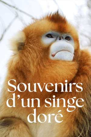 Souvenirs d'un singe doré poszter