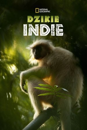 Vad India poszter