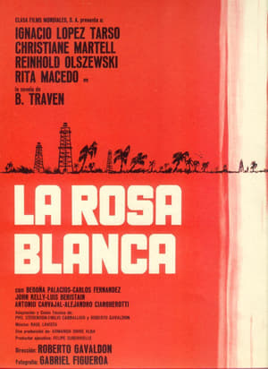 Rosa Blanca