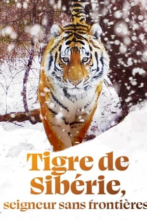 Tigre de Sibérie, seigneur sans frontières poszter