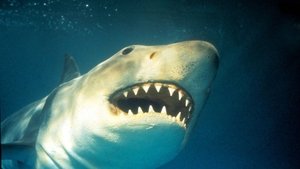 Shark Terror: The Real Jaws háttérkép