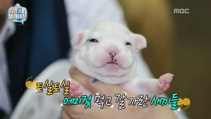 마이 리틀 텔레비전 Season 1 Ep.45 45. epizód