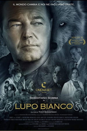Lupo bianco poszter
