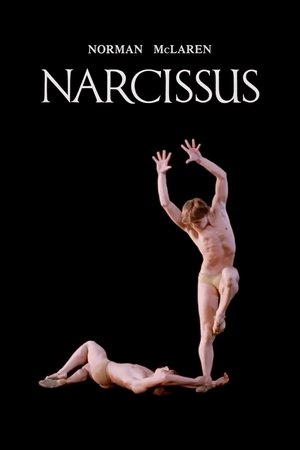 Narcissus poszter
