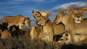 Lion Gangland háttérkép