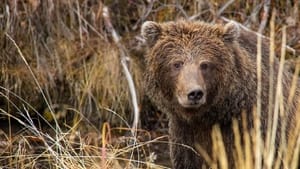 A Yukon vad grizzlymedvéi háttérkép