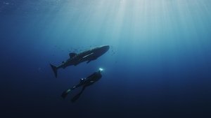 L'odyssée des monstres marins háttérkép