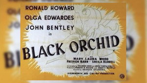 Black Orchid háttérkép