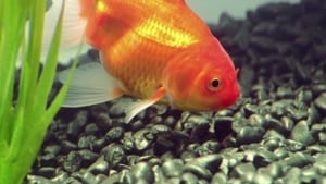 Goldfish háttérkép