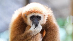 72 Dangerous Animals: Asia 1. évad Ep.9 9. epizód