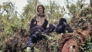Dian Fossey: Ihr Leben für die Gorillas háttérkép