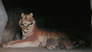 กระบี่, 2562 háttérkép