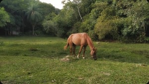 Um cavalo olhou pro céu com esperanças de fuga háttérkép