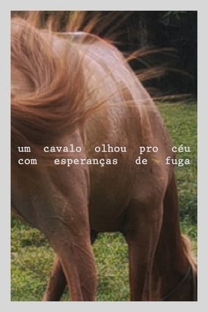 Um cavalo olhou pro céu com esperanças de fuga poszter