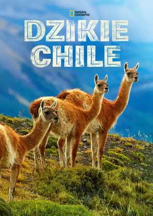Vad Chile poszter