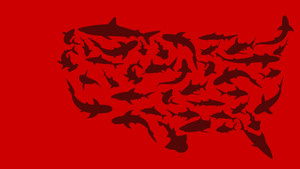 United Sharks of America háttérkép