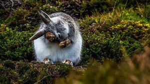 Springwatch 17. évad Ep.8 8. epizód