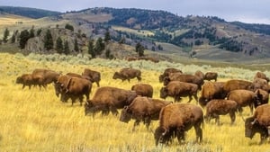 Yellowstone in Four Seasons háttérkép