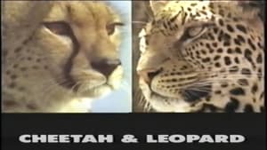 Predators of the Wild: Cheetah and Leopard háttérkép