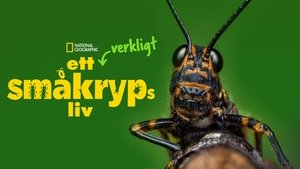 Egy igazi bogár élete kép